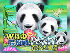 Wild Giant Panda thumbnail